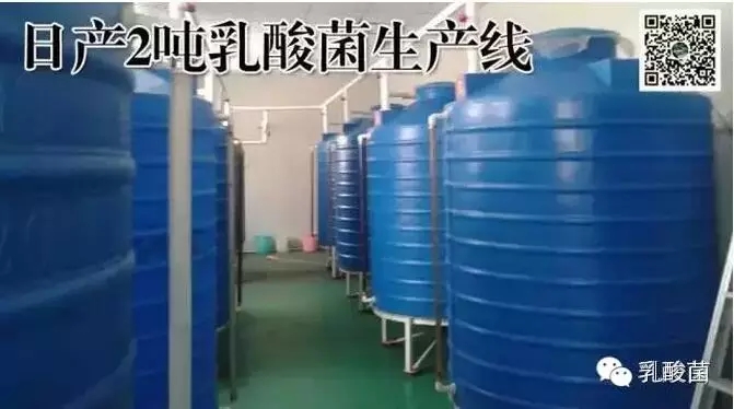 乳酸菌养殖应用,乳酸菌在水产养殖中的作用