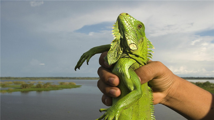绿鬣蜥奄奄一息,绿鬣生病了