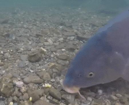 路亚鱼种类大全,长江鱼种类大全图片