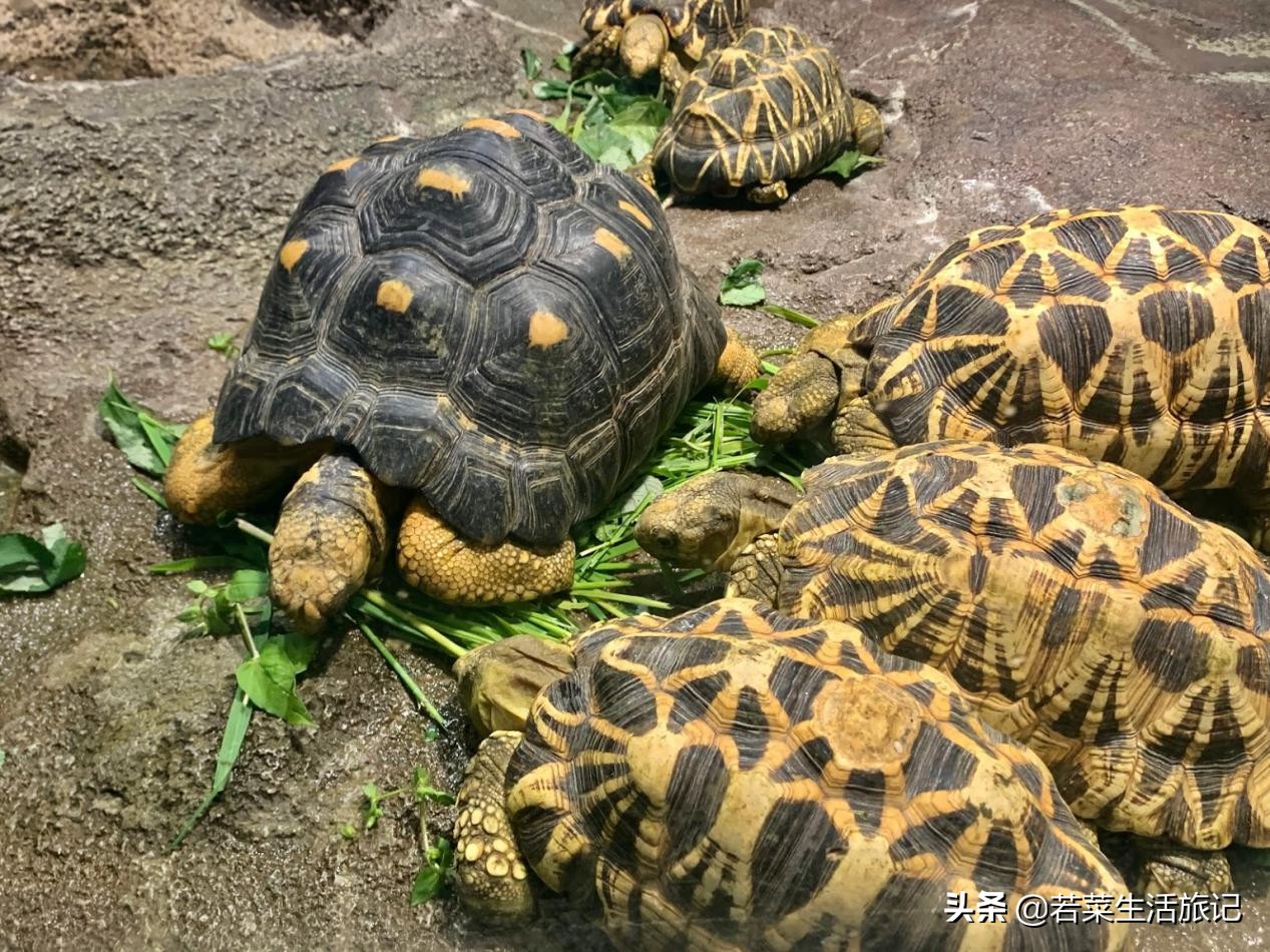 东京宝可梦中心购物,东京精灵宝可梦