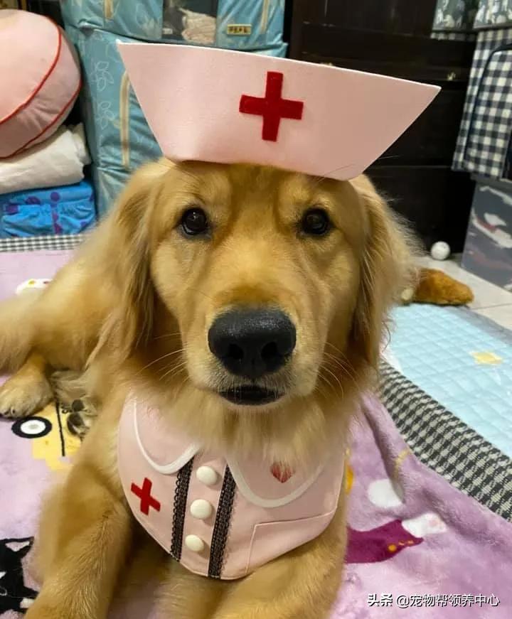 下巴胡须白花花!金毛嘴巴紧闭,双眼无辜卖萌:偶可没有偷吃