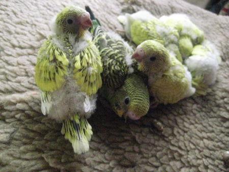 从雏鸟长到成年要多长时间,刚出壳的幼鸟大鸟怎么喂养幼鸟