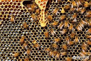 学习治蜂病的方法，别忽略用蜂药的危险性