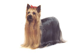 最受欢迎的四大宠物狗你养了吗,比较可爱乖巧的宠物狗有哪些