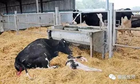 产房的操作与饲养管理,产房管理操作程序