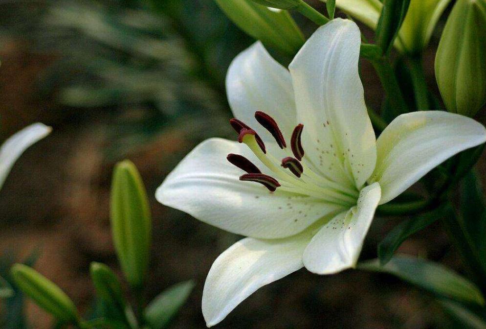 百合花花苞没开就脱落了怎么回事,百合花没全开就凋谢是怎么回事