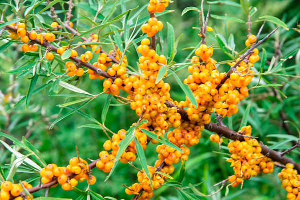 女性气色不好脸色发黄,脸色发黄怎么补气血