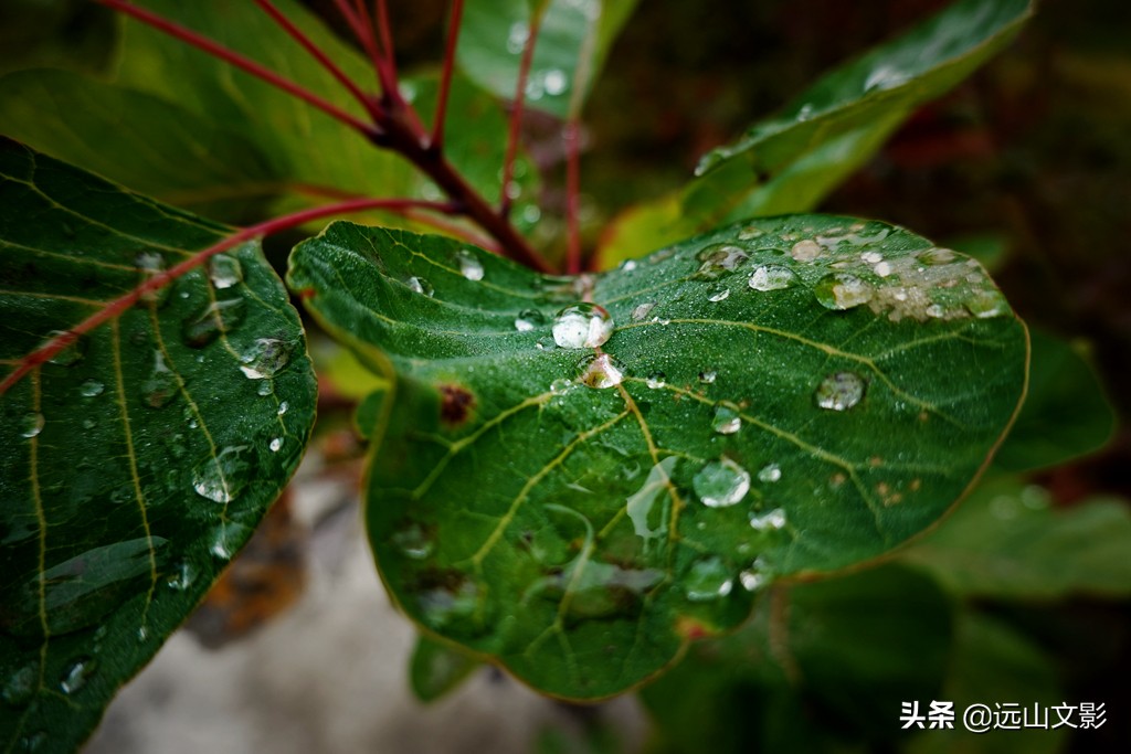 索尼黑卡二怎么拍,索尼黑卡2大光圈拍视频