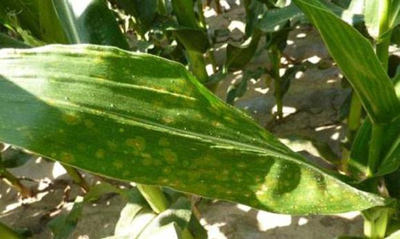 玉米叶斑病最好防治方法,玉米弯孢霉叶斑病防治方法