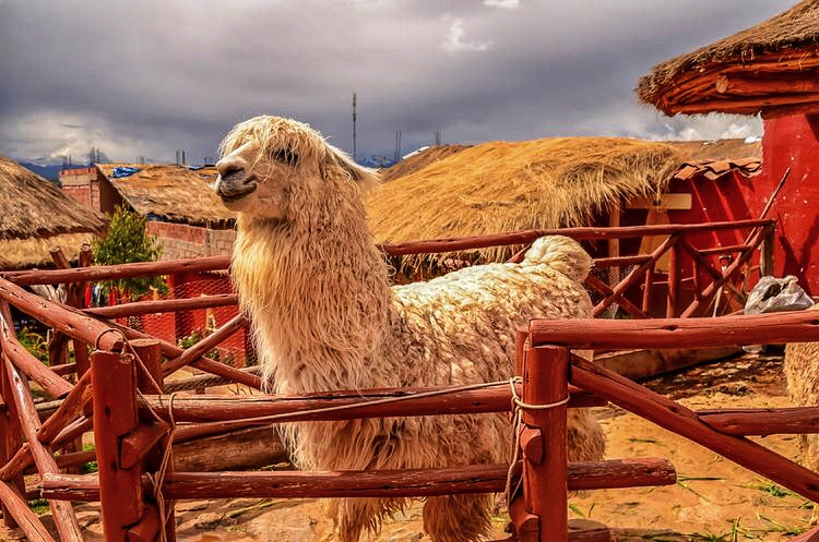 南美千年印加古镇,妇女掌握独门神技:用仙人掌真菌做口红