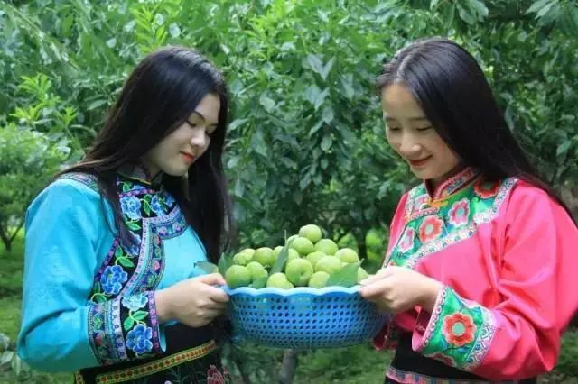 晚熟汶川青脆李,汶川青脆李几月份成熟