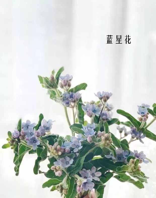 鲜花店常见花材品种大全,花店里同款的两种不同价格的花材