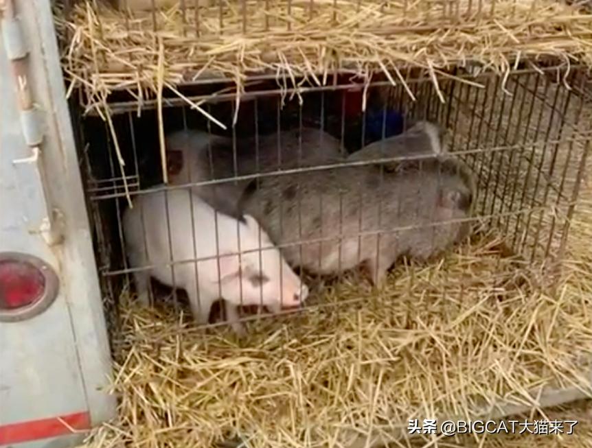 4头小猪将成为狮子晚餐，却因长得太可爱被人救下，一生从此改变