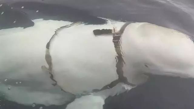 各国秘密间谍行动,各国间谍战有多凶险