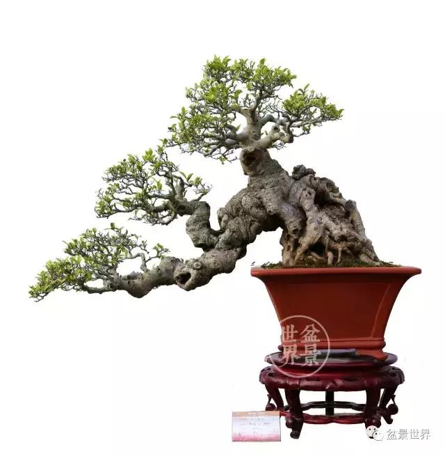 榕树悬崖式盆景欣赏,大师榕树盆景的精妙之作