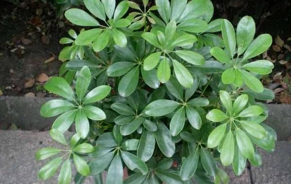 小苏打怎么养花才能让它开花,小苏打怎样使花卉生根