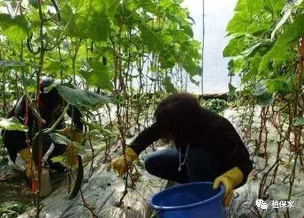 灌根预防根部病害用什么药,根腐病灌根防治技术