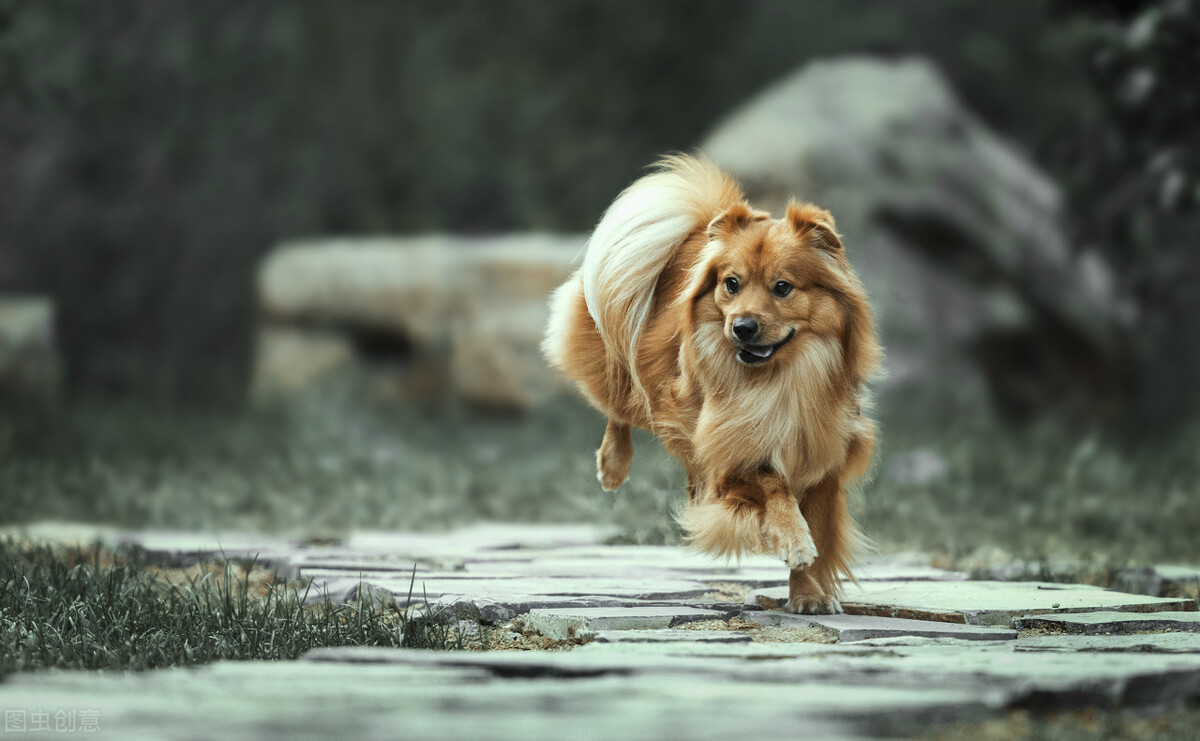 中华田园犬的优缺点及性格,中华田园犬幼犬有人歧视吗