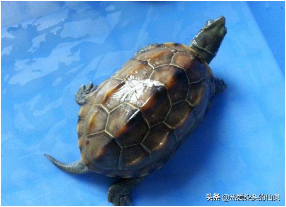 两只公龟混养的后果,公龟和母龟打架