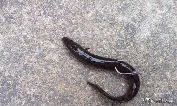 泥鳅党钓鱼有多大危害,钓鱼遇到泥鳅党有什么影响