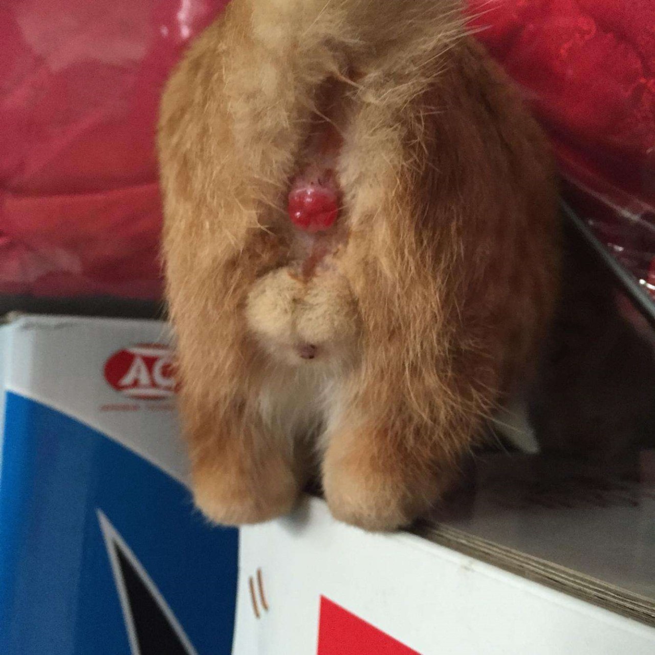 猫咪肛门腺什么症状,猫咪肛门腺有问题是什么症状