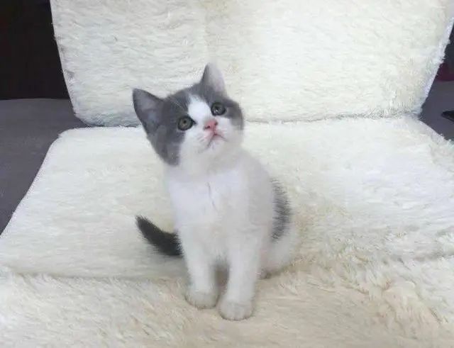 蓝猫也有蓝白色,英短蓝猫明明是灰色的为啥叫蓝色