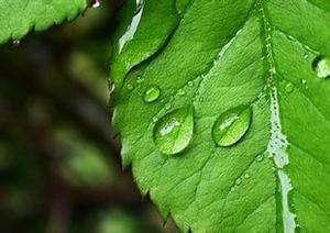 鸽子喂药后多久见效,鸽子喂什么排毒