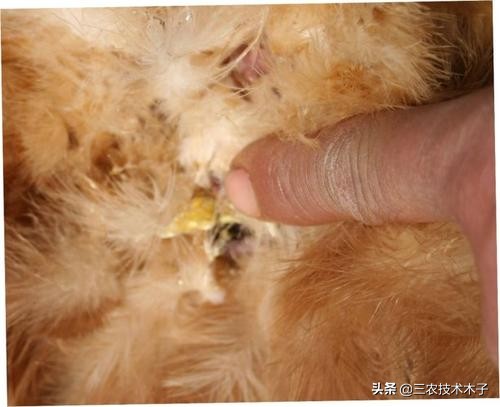 鸡拉黄痢最快急救方法,养鸡拉白痢的治法