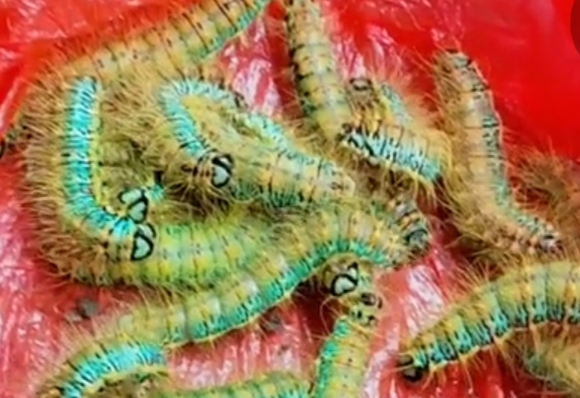 奇奇怪怪的美食零食,奇奇怪怪的美食图文