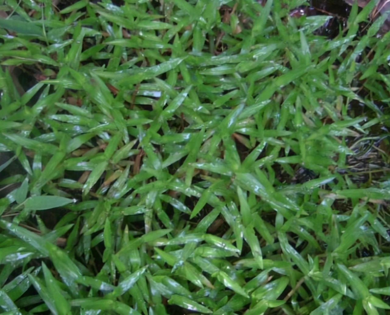 农村田边的这种野菜,农村田埂上的这种野草