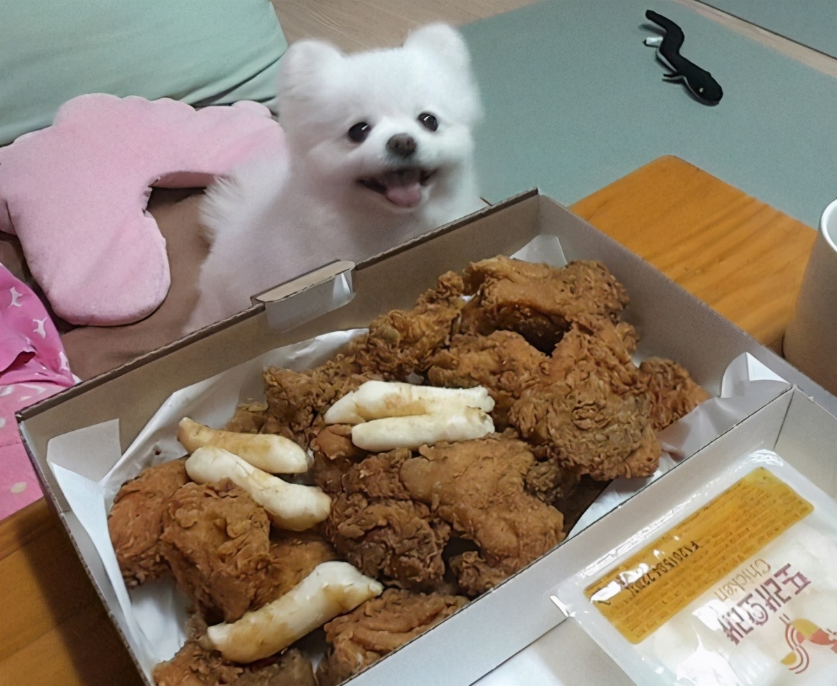 博美软便怎么办,博美拉稀臭味怎么回事