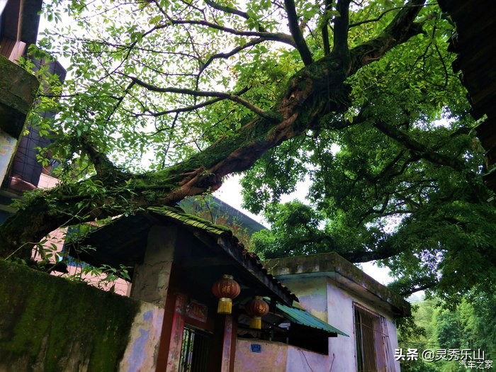 乐山必去小吃一条街老公园,乐山最美小西湖