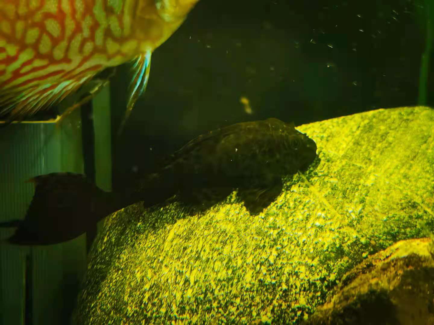 自己改造一体缸,40方缸原生缸用什么过滤好