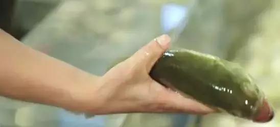 长途运输的鱼怎么入缸,活鱼在长途运输中该如何做