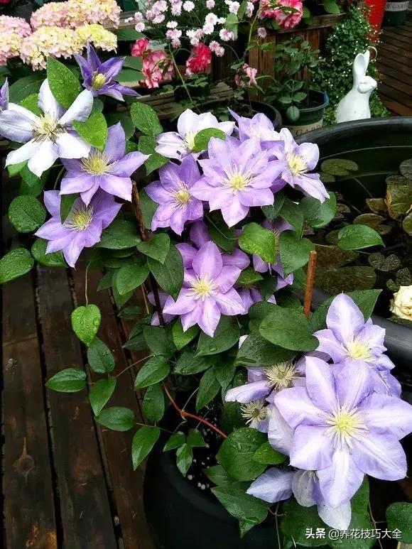 这十种爬藤花一开就是三年,3种极品爬藤花30天爬满庭院农村