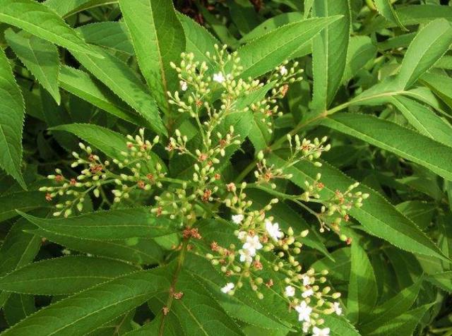 农村1杂草，名为“牛膝”，曾受皇室重用，如今少有人知珍贵价值