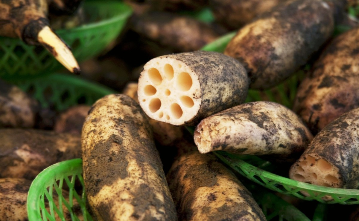 菜藕开花是什么样子,市场买的菜藕能开花么