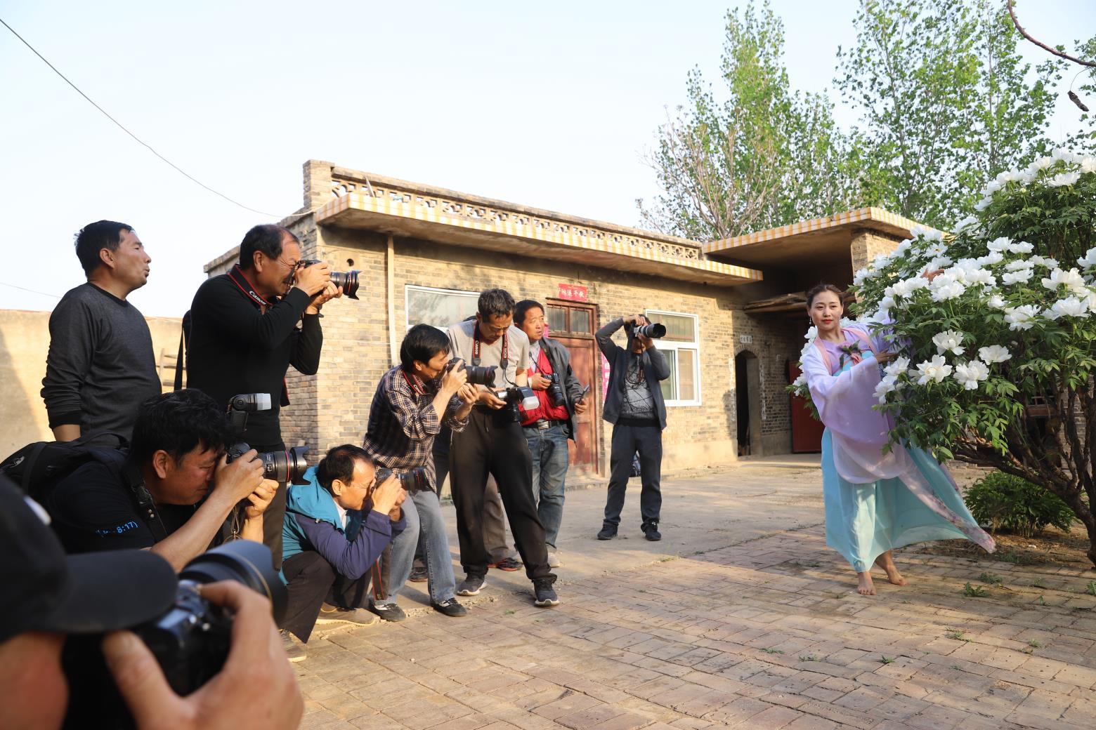 平陆张店白牡丹“梧桐”引“凤”富村民