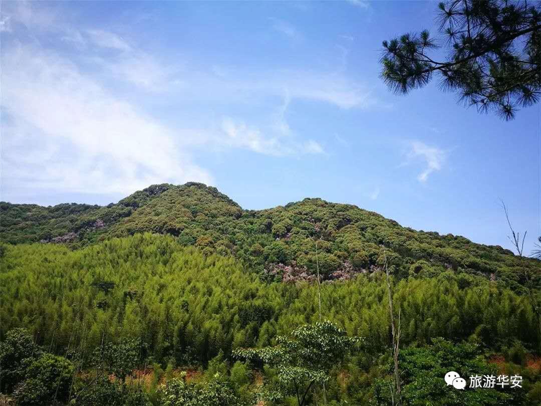 春风十里不如你，我在华安等着您