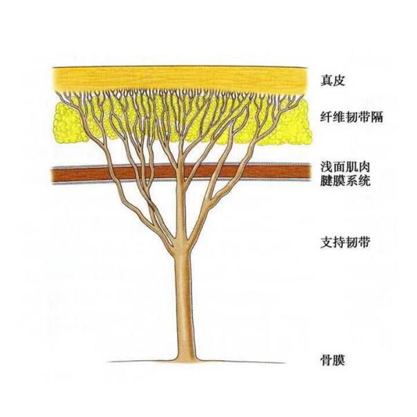 打玻尿酸后吃什么,口服玻尿酸胶原蛋白有美容效果吗