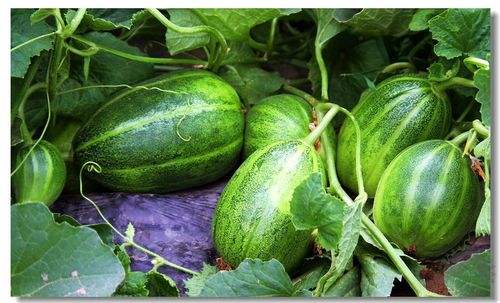 大棚种植最好吃的甜瓜,花皮甜瓜与绿皮甜瓜哪个好吃