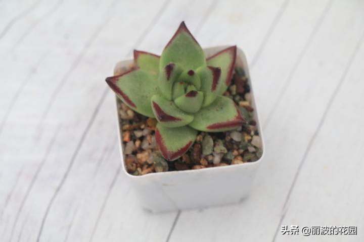 普通多肉怎么选花盆种植,初学者种植多肉技巧