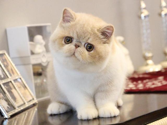 最适合12星座的猫咪,十二星座最配的猫是什么猫