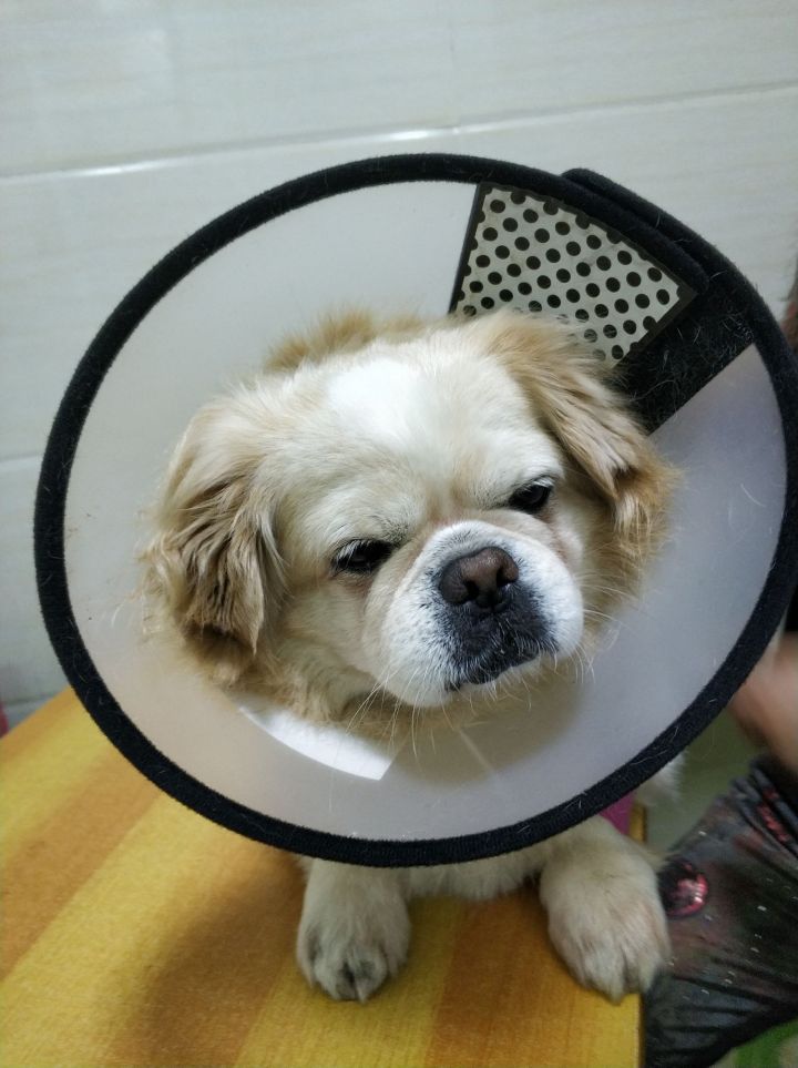 公猫膀胱结石手术,公犬尿道结石手术