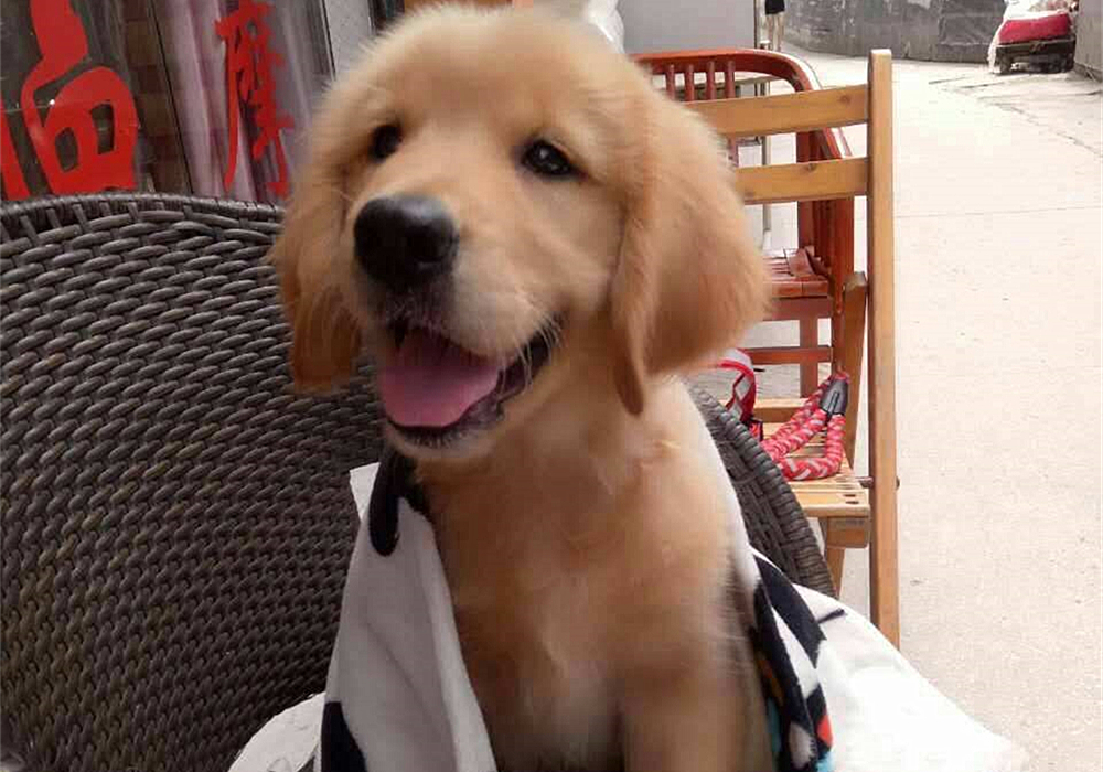 铲屎官容易被传染的病,小细菌对人体危害