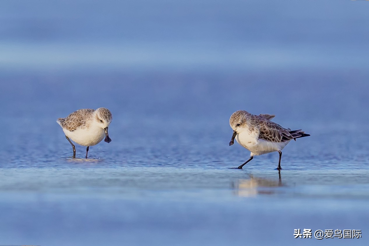 勺嘴鹬自带饭勺的小萌物,自带饭勺的勺嘴鹬