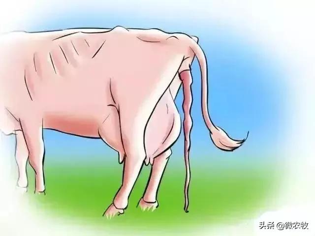 母牛分娩过程分为哪三个时期,母牛从怀孕到分娩用多长时间