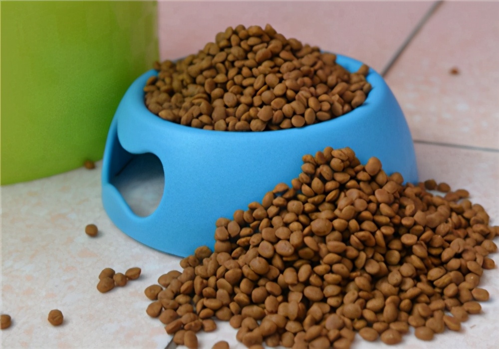 狗狗如何喂养不呕吐,养宠小知识狗狗老是不吃饭怎么办