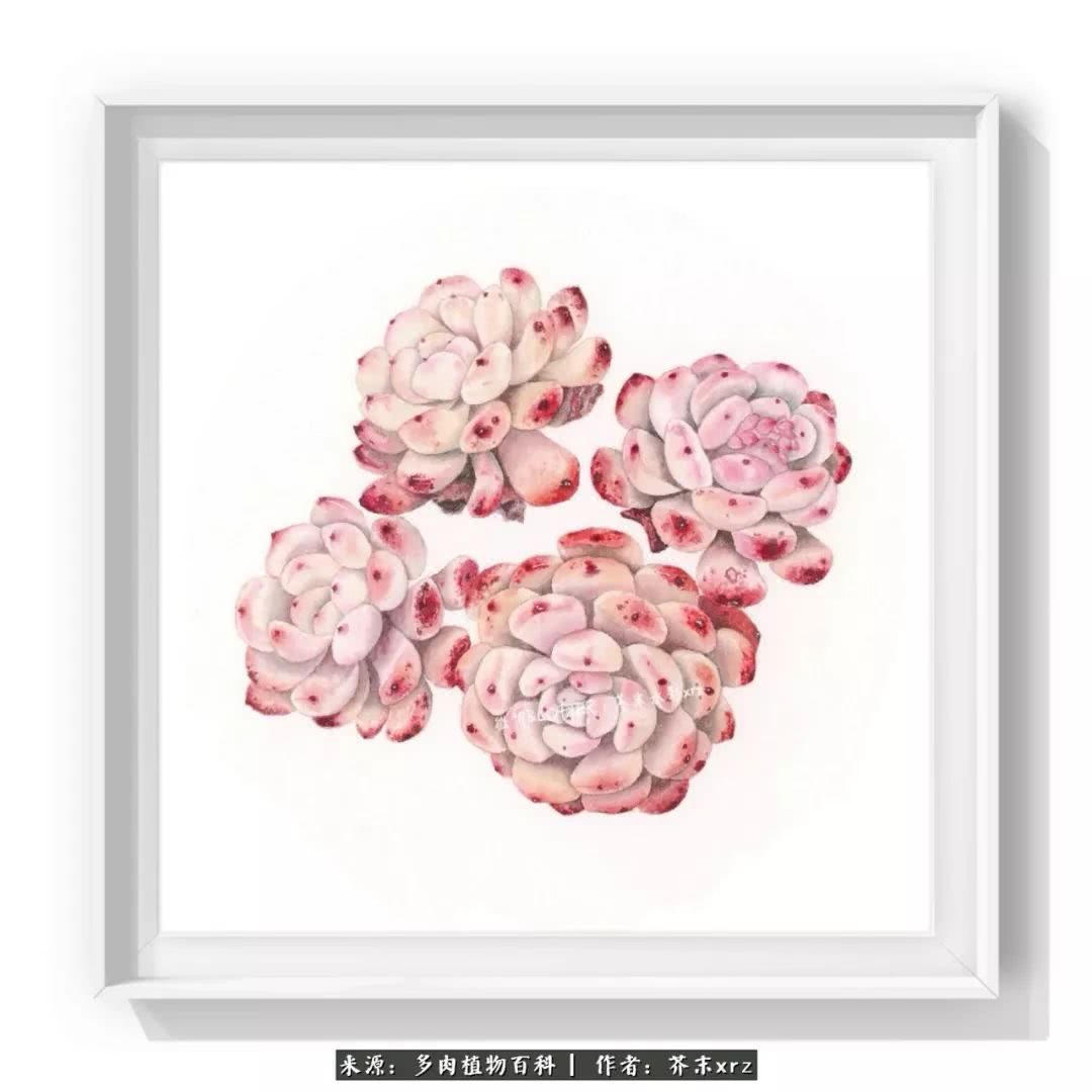 那个爱画多肉的小姑娘带着她的心头肉又来啦!