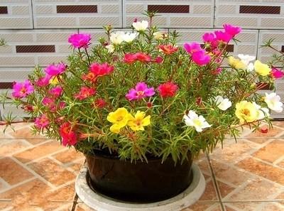 100种漂亮的夏花图片,30种夏花图片大全